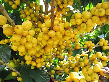  ���� ��� ����� ��� ������ Fazenda Sert?o �� ��� �  Fazenda Sert?o yellow bourbon - MEDIUM-LIGHT ROAST
