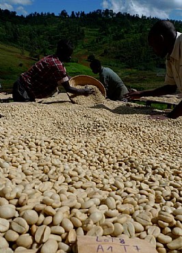 ��� ���� ������� - Burundi AA
