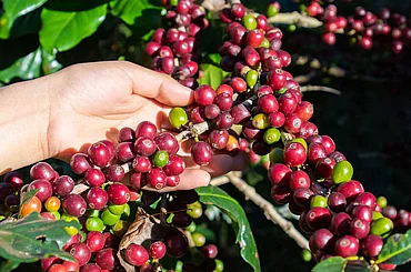 ��� ���� �������  ���� ���� - Guatemala Santa Rossa  - ����  score 82