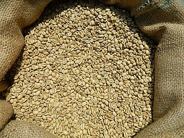 קפה ירוק הודי מונסון מלאבר - Indian Arabica  Monsooned Malabar-AA