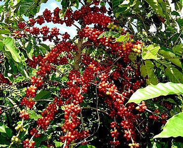 ��� ���� ������ Peru Organi