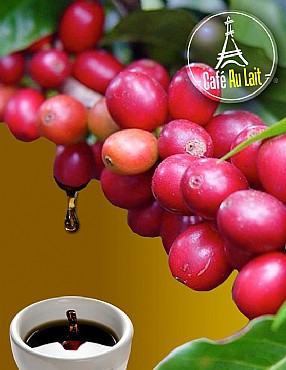 ��� ���� ������� ������ - Ethiopia Yigacheffe 