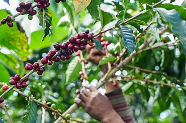 1 �"� ��� ���� ����� ����  ������ - Costa Rica  Tarrazu
