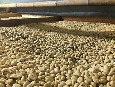 1 �"� ��� ���� ����� ��� ������ Fazenda Sert?o�  Fazenda Sert?o yellow bourbon