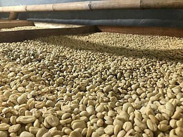 1 ק"ג קפה ירוק ברזיל ילו בורבון Fazenda Sert?o– Fazenda Sert?o yellow bourbon 1 ק"ג קפה ירוק ברזיל ילו בורבון Fazenda Sert?o– Fazenda Sert?o yellow bourbon